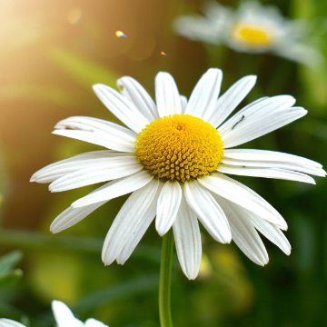 Click for Anam profile