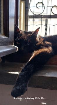 Click for Lalucedelsorriso profile