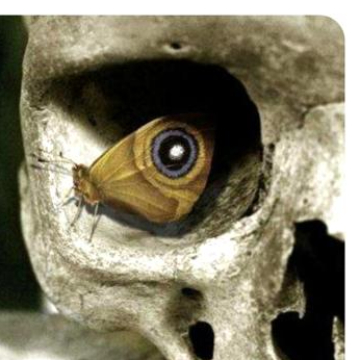 Click for Temari profile